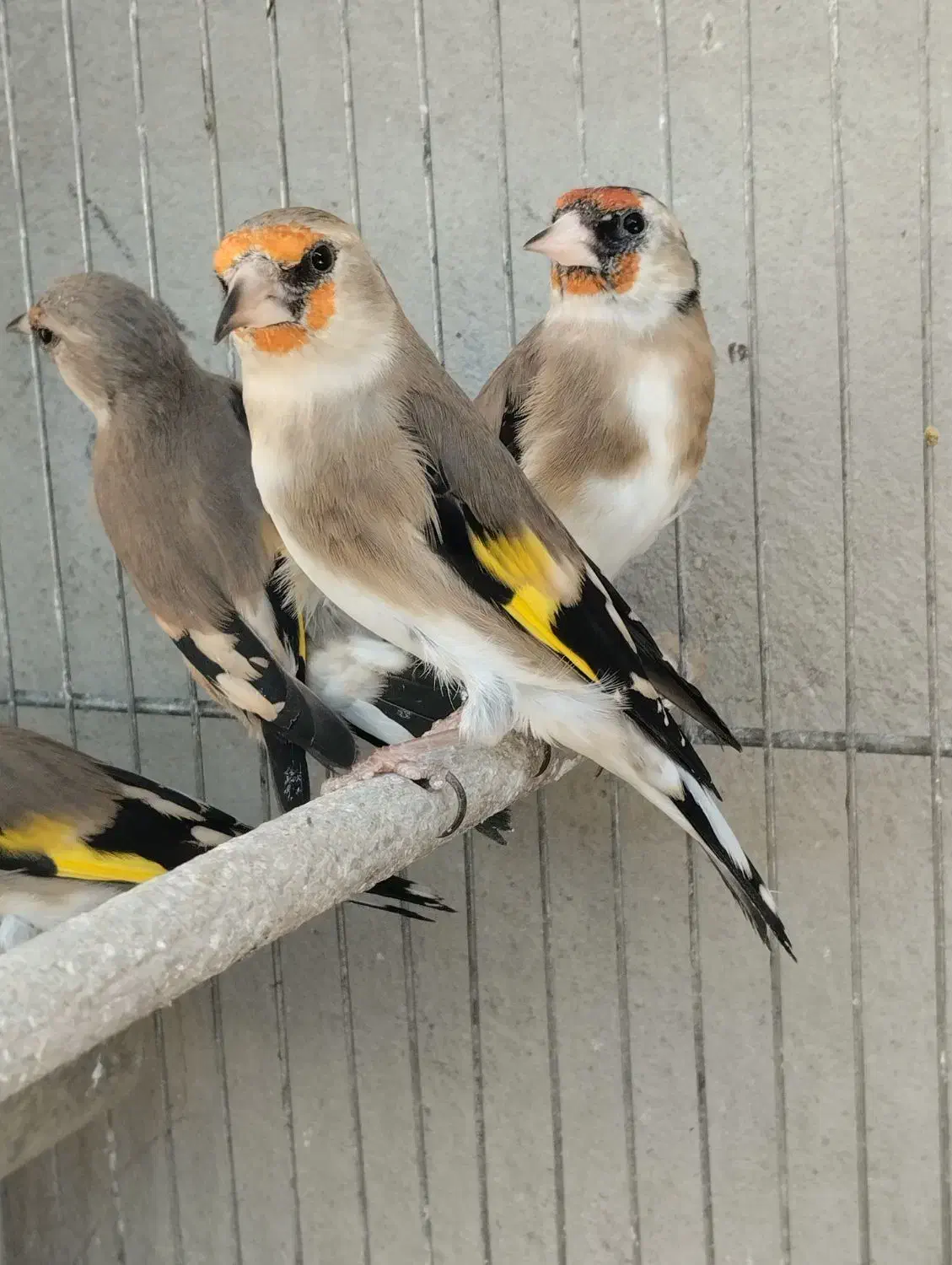 سهره دورگ برگوش سفید اصیل نقش جوجه زاغ|پرنده|شیراز, رکنآباد|دیوار