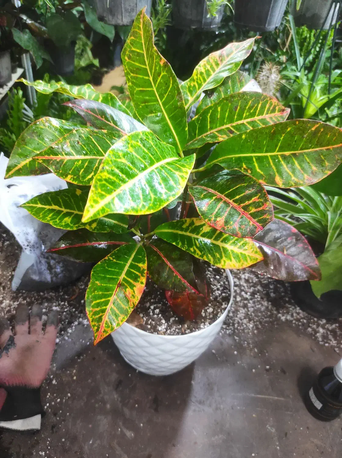 تخفیفات گل و گیاه مهران شروع شد|گل و گیاه طبیعی|بیرجند, |دیوار