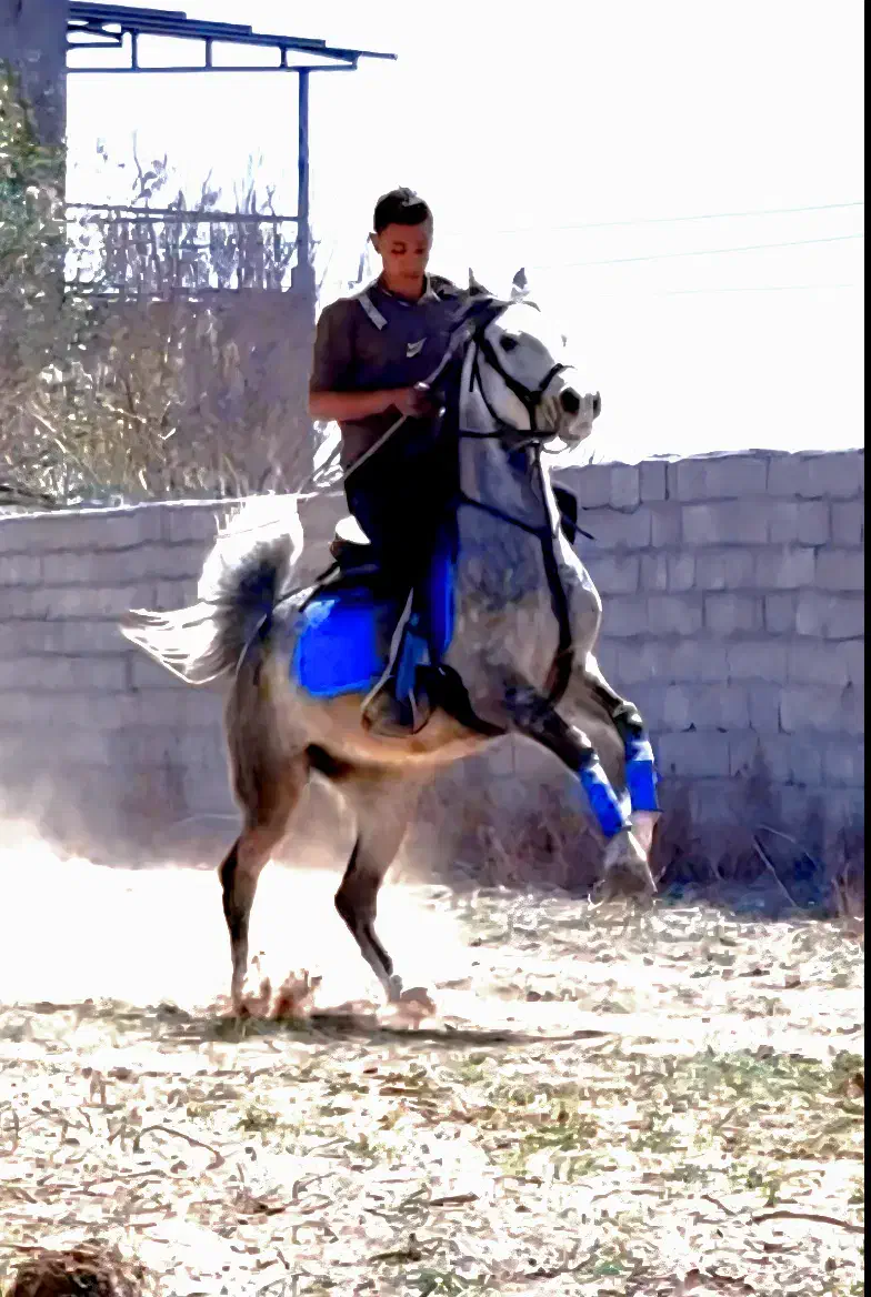 مادیان کرد.|اسب و تجهیزات اسبسواری|رفسنجان, |دیوار