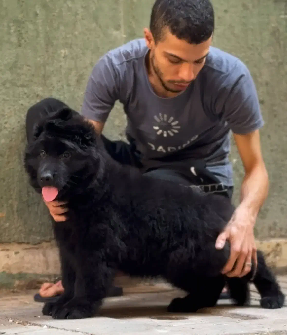 توله ژرمن وارداتی شپرد ۳ ماهه|سگ|رشت, آتشگاه|دیوار