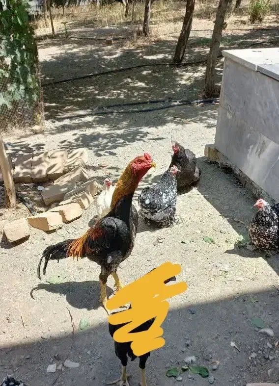 مرغ وخروس لاری اصل|حیوانات مزرعه|بوئین و میاندشت, |دیوار