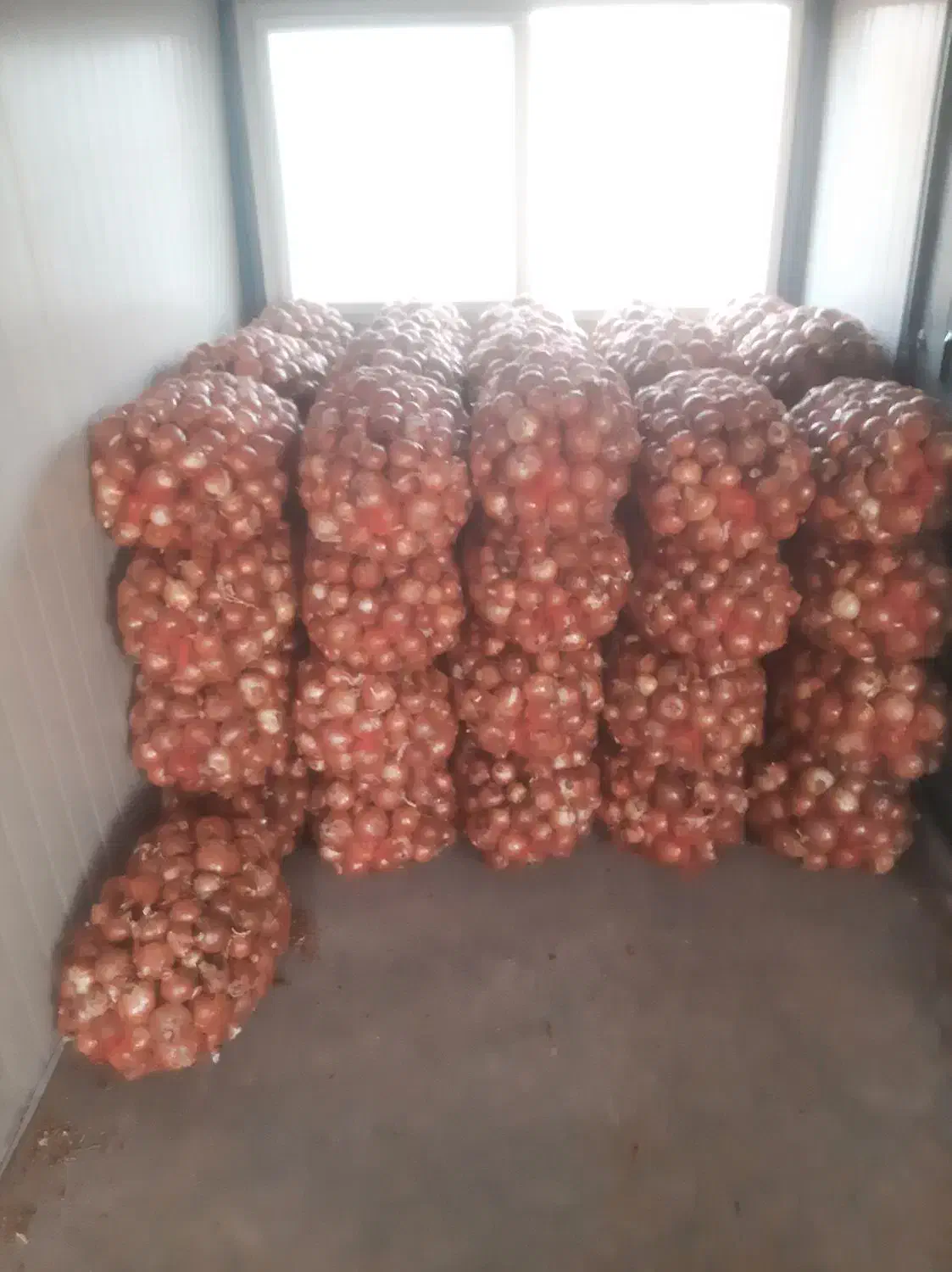 پیاز|عمده‌فروشی|زنجانرود, |دیوار