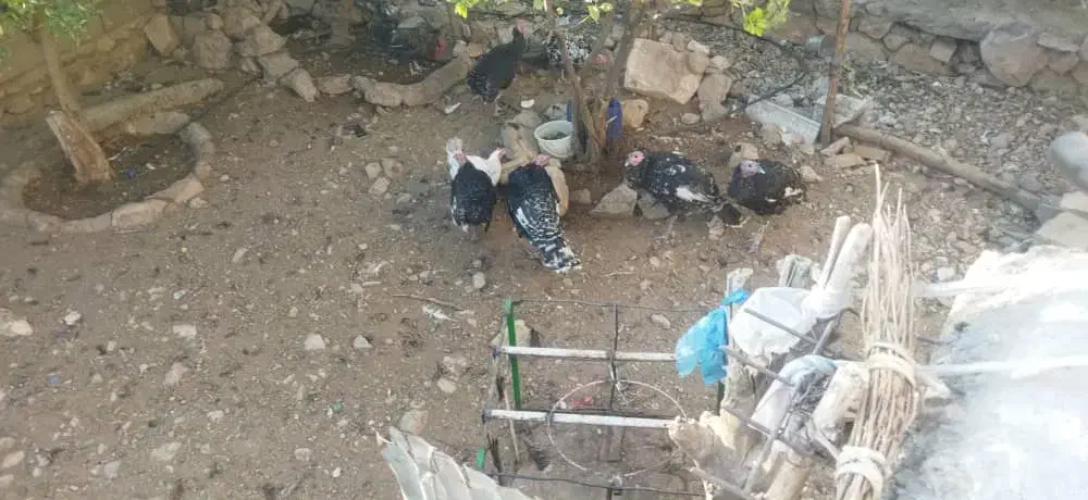 بوقلمون|حیوانات مزرعه|دهدشت, |دیوار