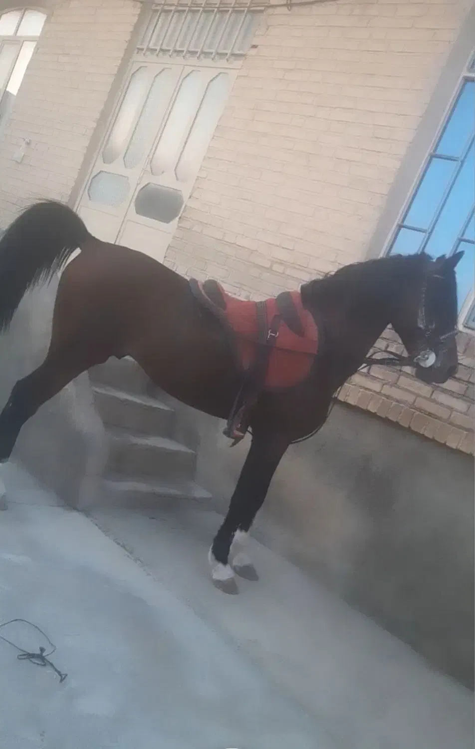 اسب 6ساله|اسب و تجهیزات اسبسواری|سلماس, |دیوار