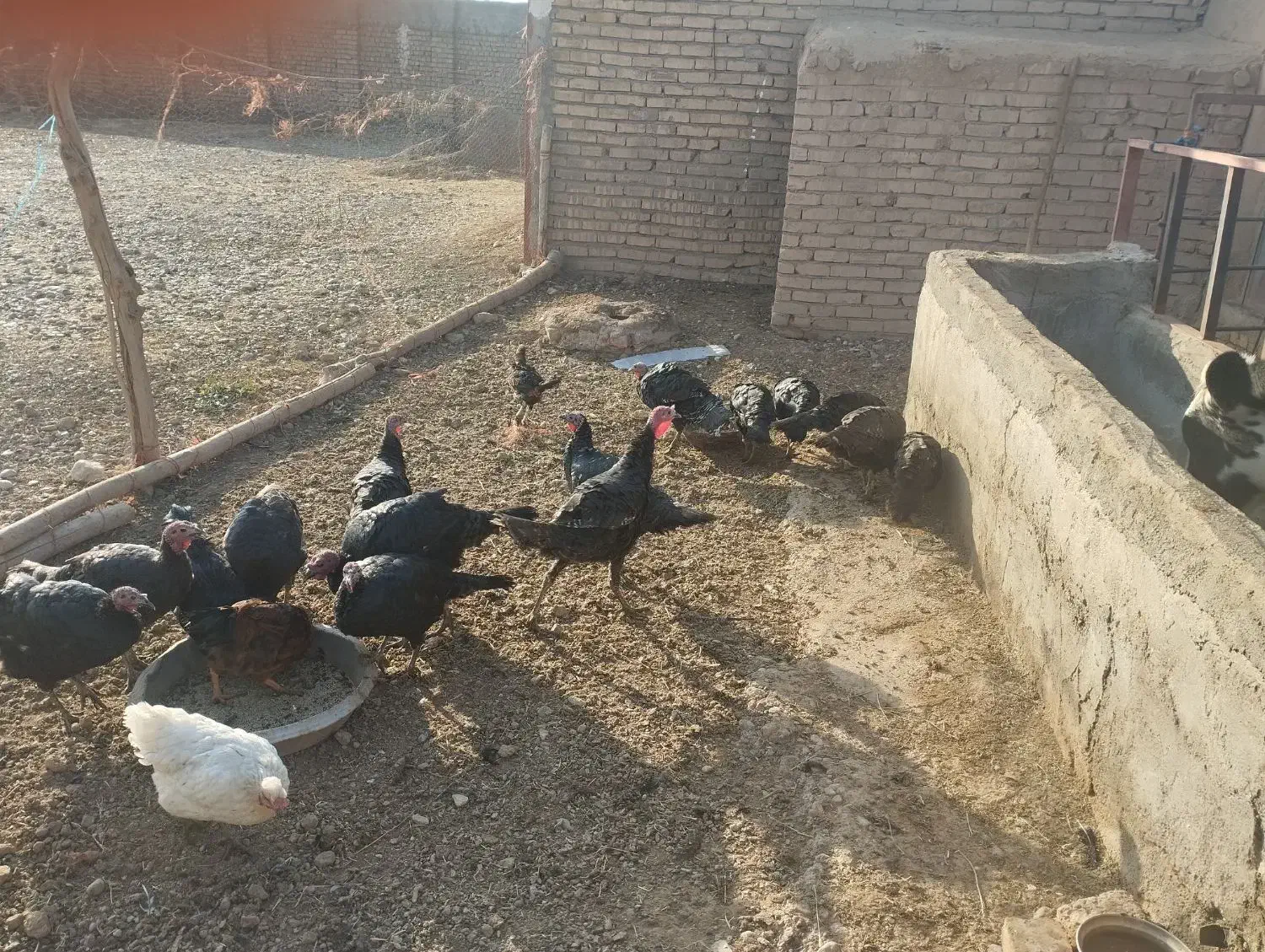 بوقلمون|حیوانات مزرعه|دشتابی, |دیوار