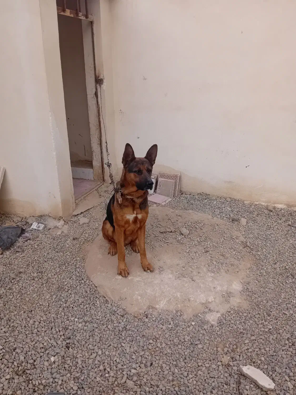 سگ ژرمن|سگ|قرچک, قشلاق جیتو|دیوار