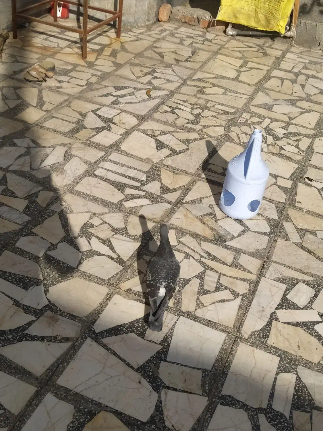 کبوتر مگس نر مست|پرنده|زاهدان, |دیوار