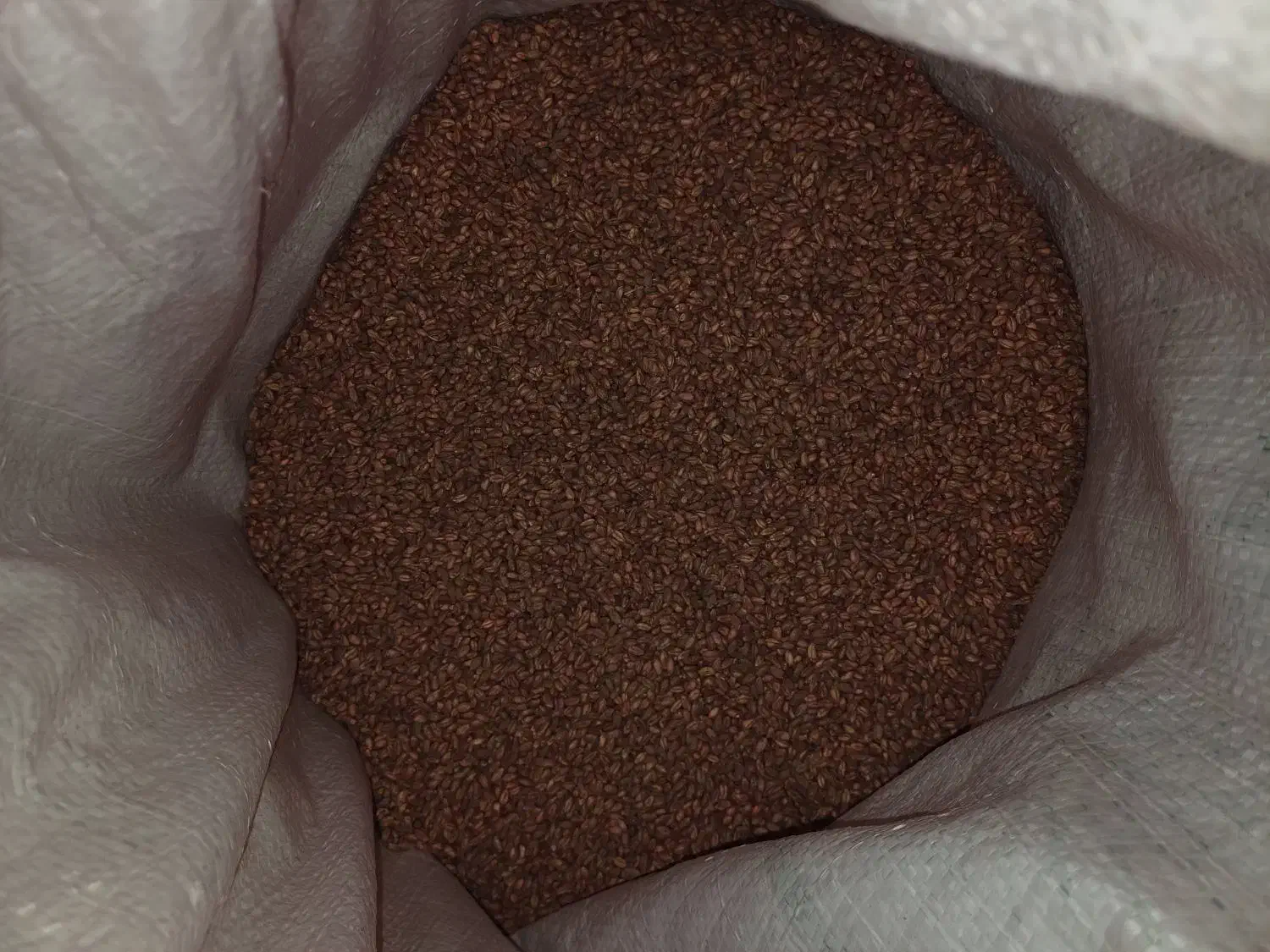 فروش بذر جو آبی بهمن پایه کوتاه و بذر گندم پیشگام|خدمات باغبانی و درختکاری|اسدآباد, |دیوار