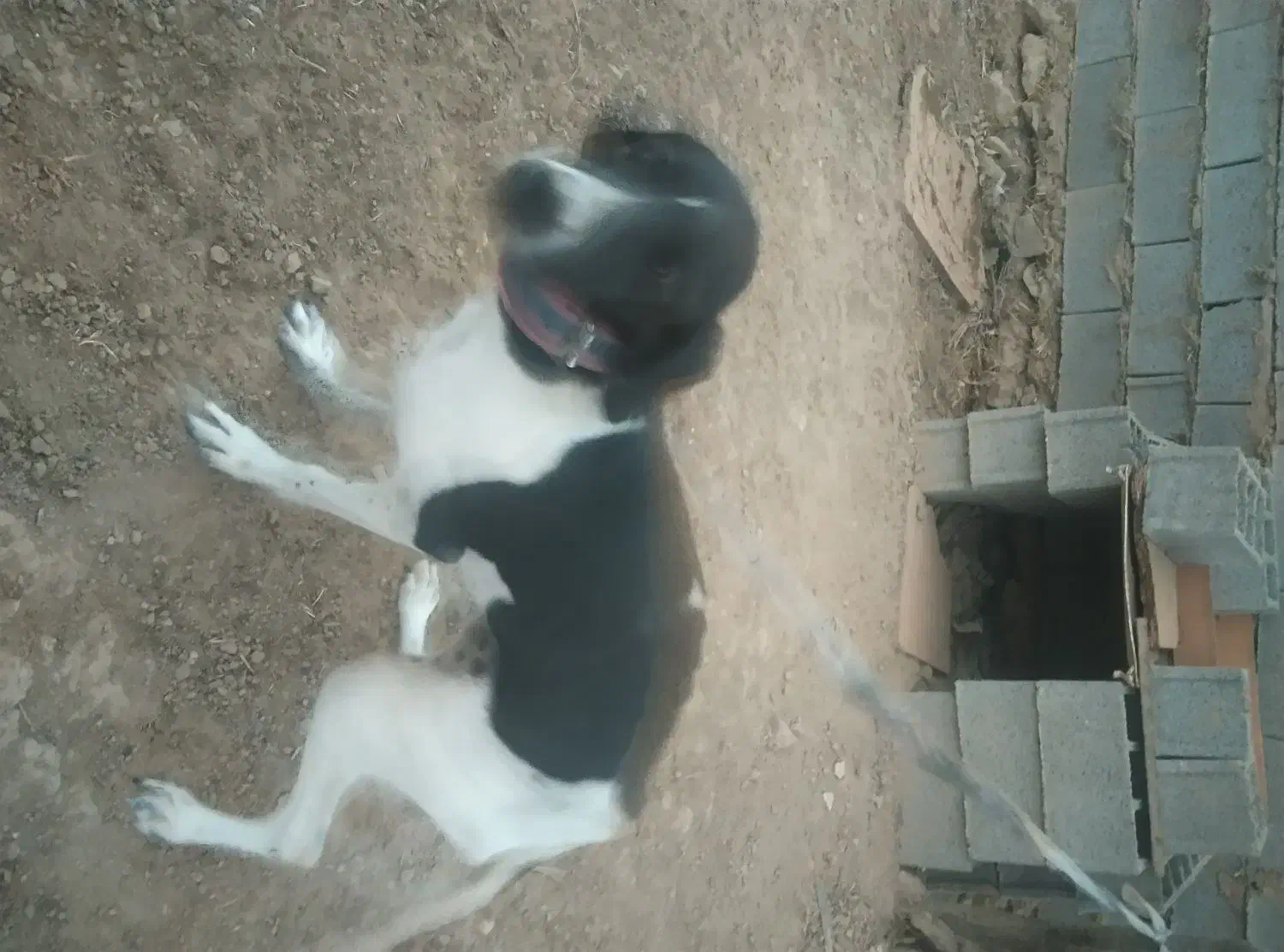 واگذاری سگ دمبلان یاب حرفه ای|سگ|گلی داغ, |دیوار