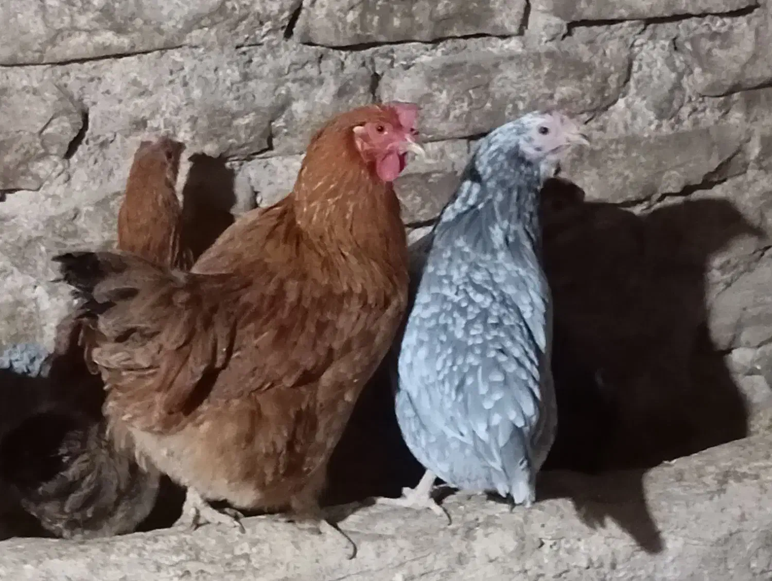 مرغ تخمگذار|حیوانات مزرعه|جوانرود, |دیوار