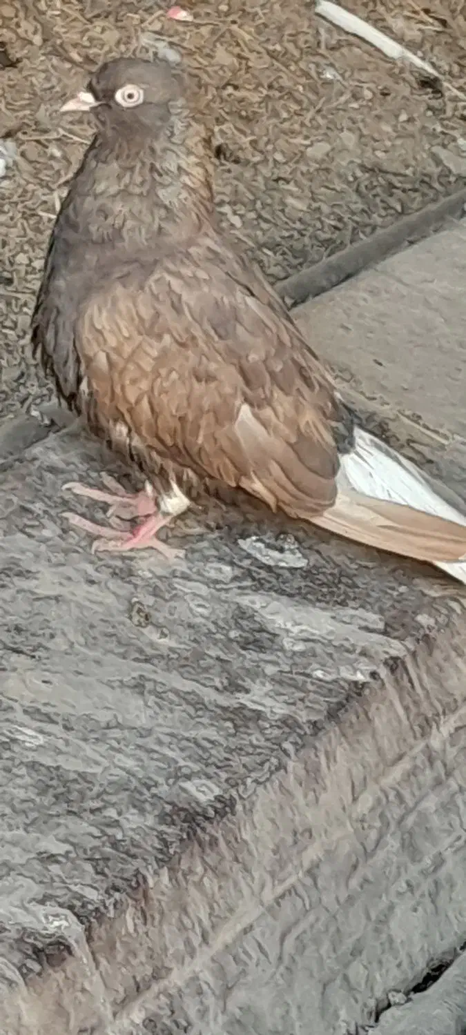 قهویی دمسفید ماده|پرنده|کارون, |دیوار