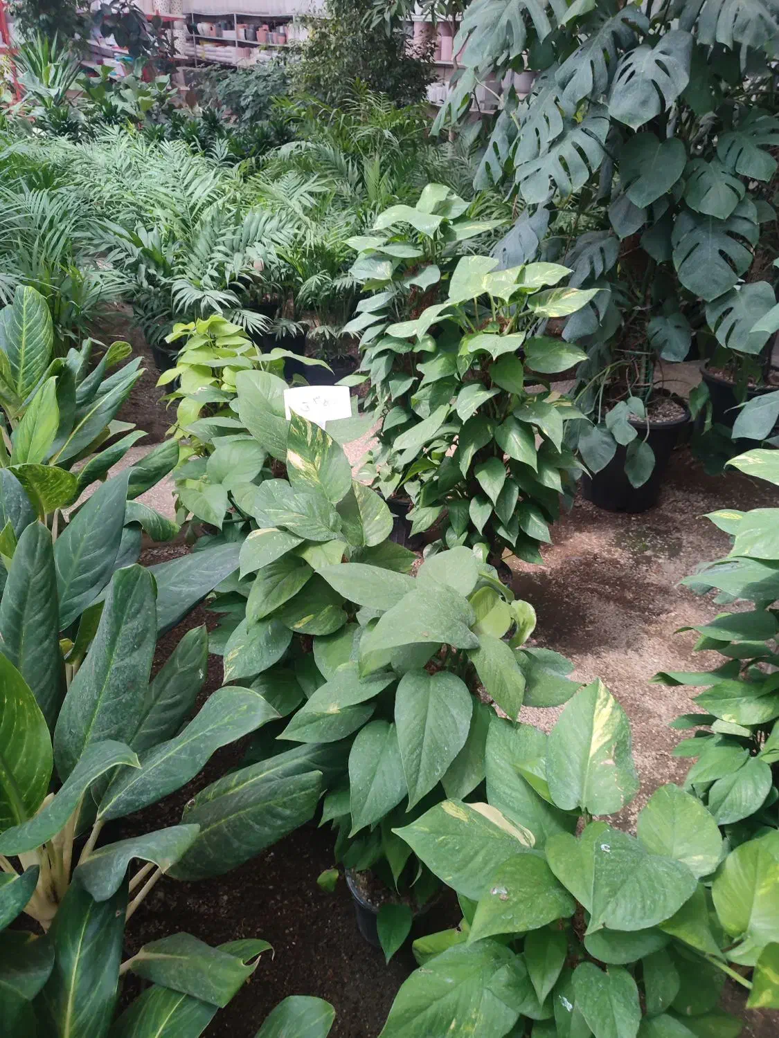 فروش گل های آپارتمانی|گل و گیاه طبیعی|کرج, جهان‌شهر|دیوار