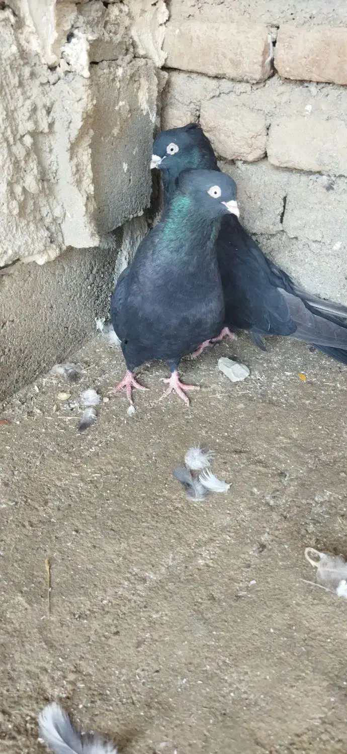 طوقی سیاه|پرنده|میاندوآب, |دیوار