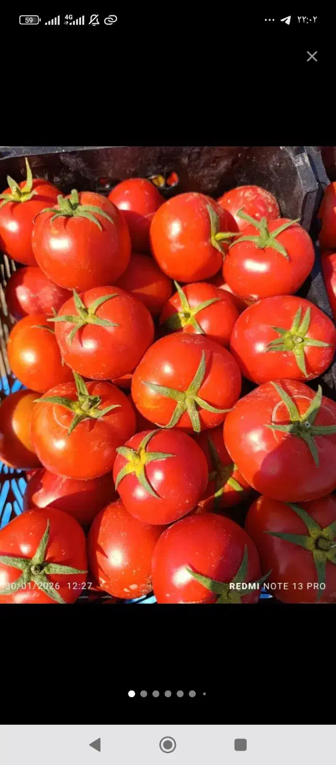 گوجه|خوردنی و آشامیدنی|گلپایگان, |دیوار