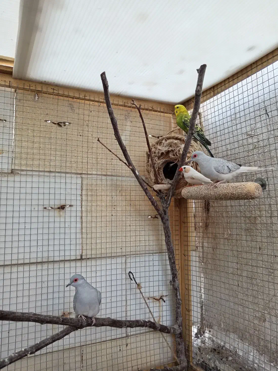 مرغ عشق|پرنده|کرمان, |دیوار