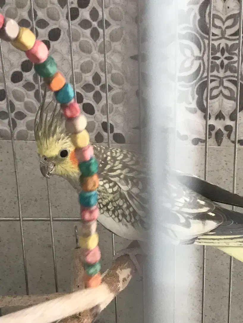 عروس هلندی ماده|پرنده|داراب, |دیوار