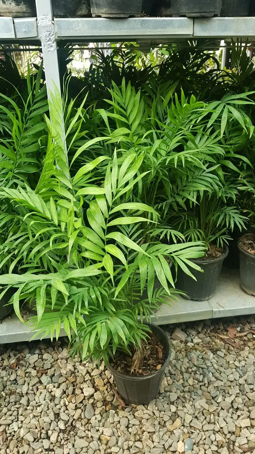 گیاه شامادورا|گل و گیاه طبیعی|تهران, عباسآباد|دیوار