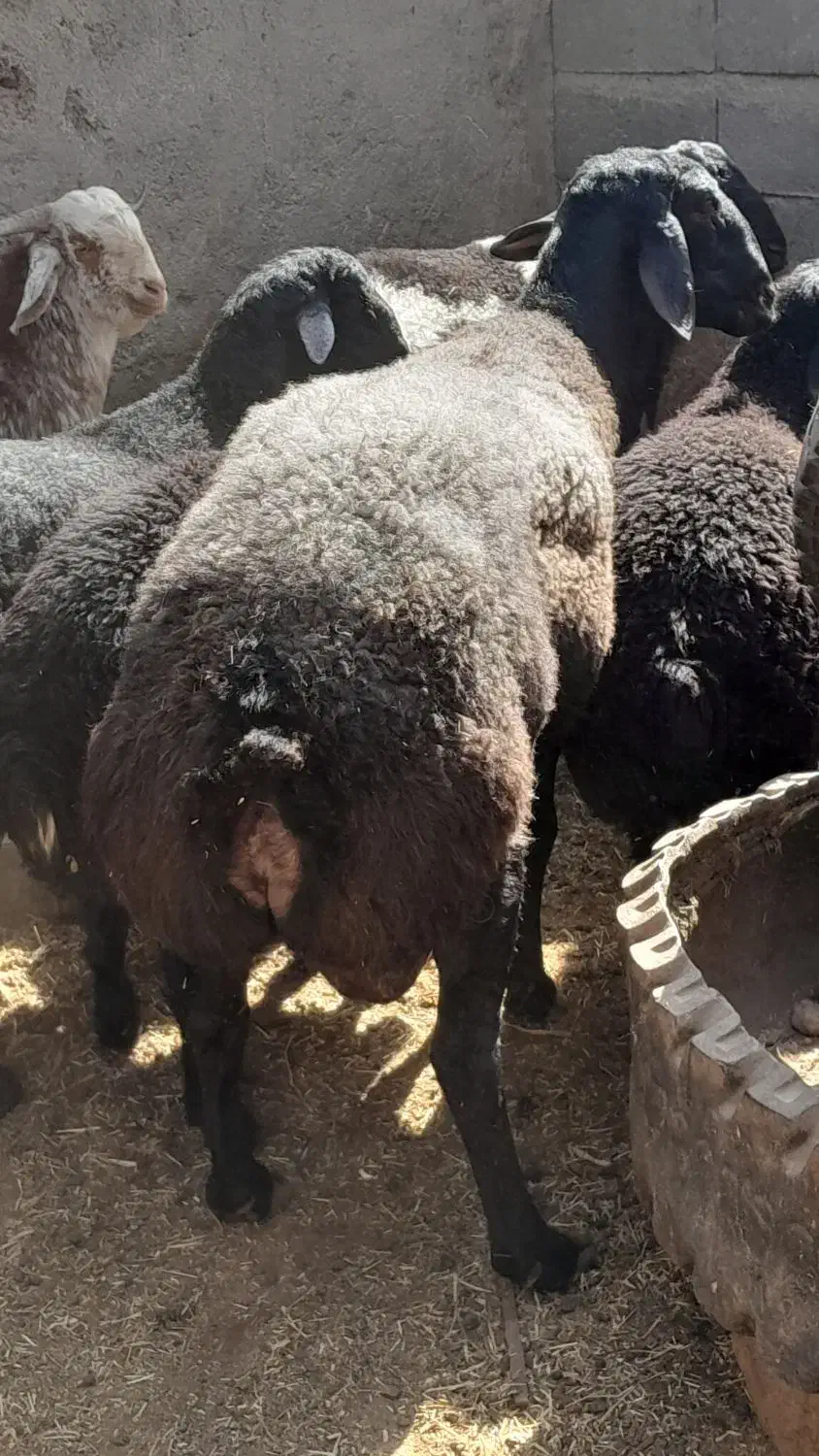 قوچ-هرکول-قره غزل-میش-بره|حیوانات مزرعه|کاشان, مشکات|دیوار