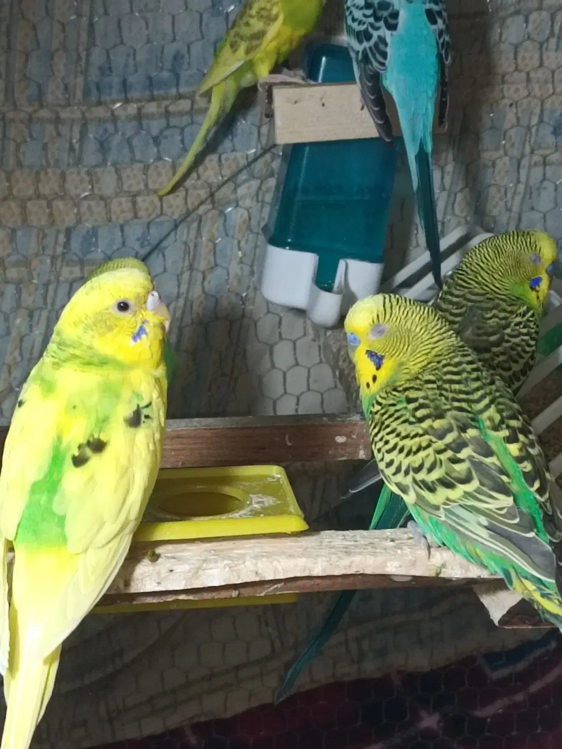 مرغ عشق|پرنده|سراوان, |دیوار