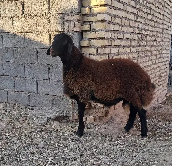 بره قوچ همو درجه یک|حیوانات مزرعه|تربتحیدریه, باغ سلطانی|دیوار