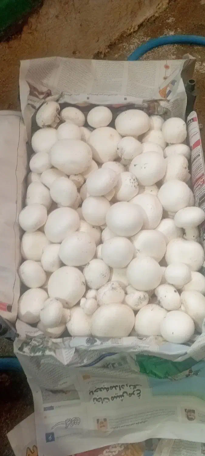 قارچ دکمه ایی|خوردنی و آشامیدنی|شیراز, عادل آباد|دیوار