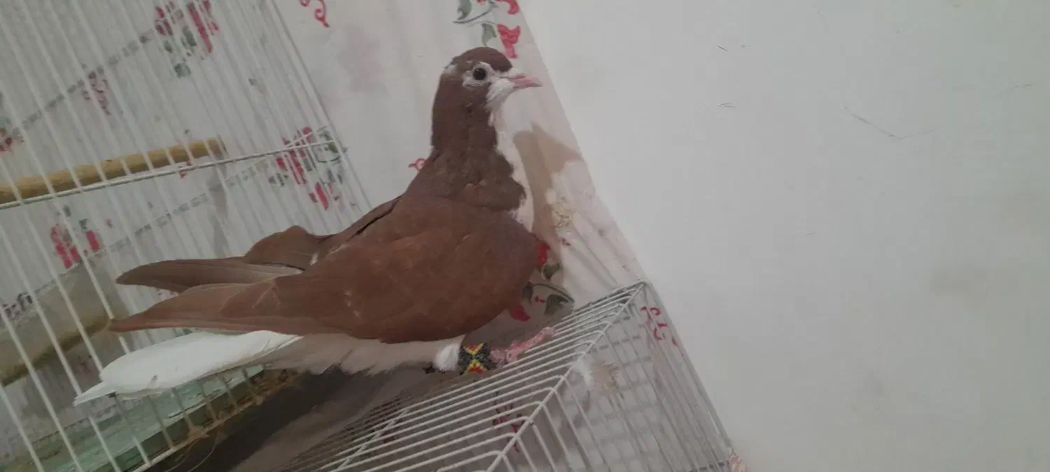 کبوتر بوم درشی جفتگاه ساده|پرنده|ملک‌آباد, |دیوار