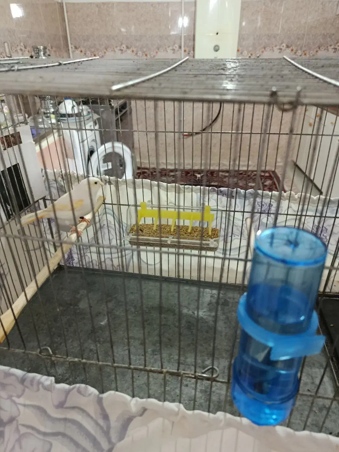 قناری ماده موزاویکی آماده|پرنده|مهاباد (آذربایجان غربی), |دیوار