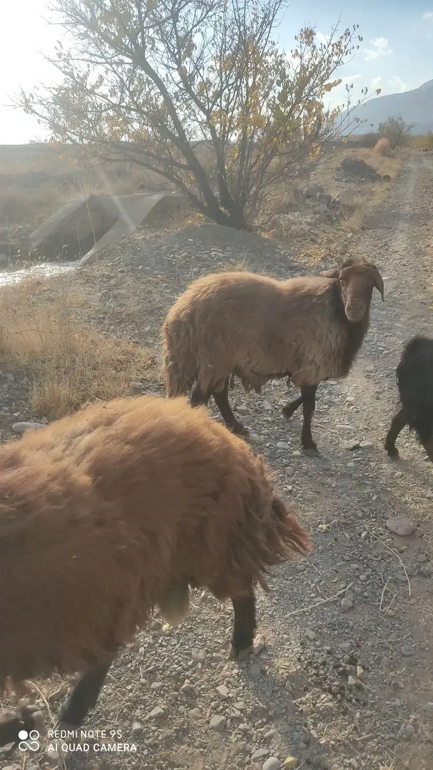 قوچ همو با میش هترو|حیوانات مزرعه|بسطام, |دیوار