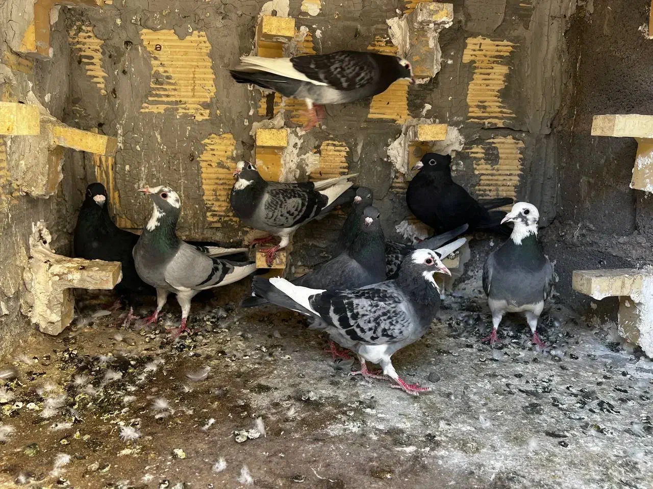 9تا کبوتر|پرنده|بم, |دیوار