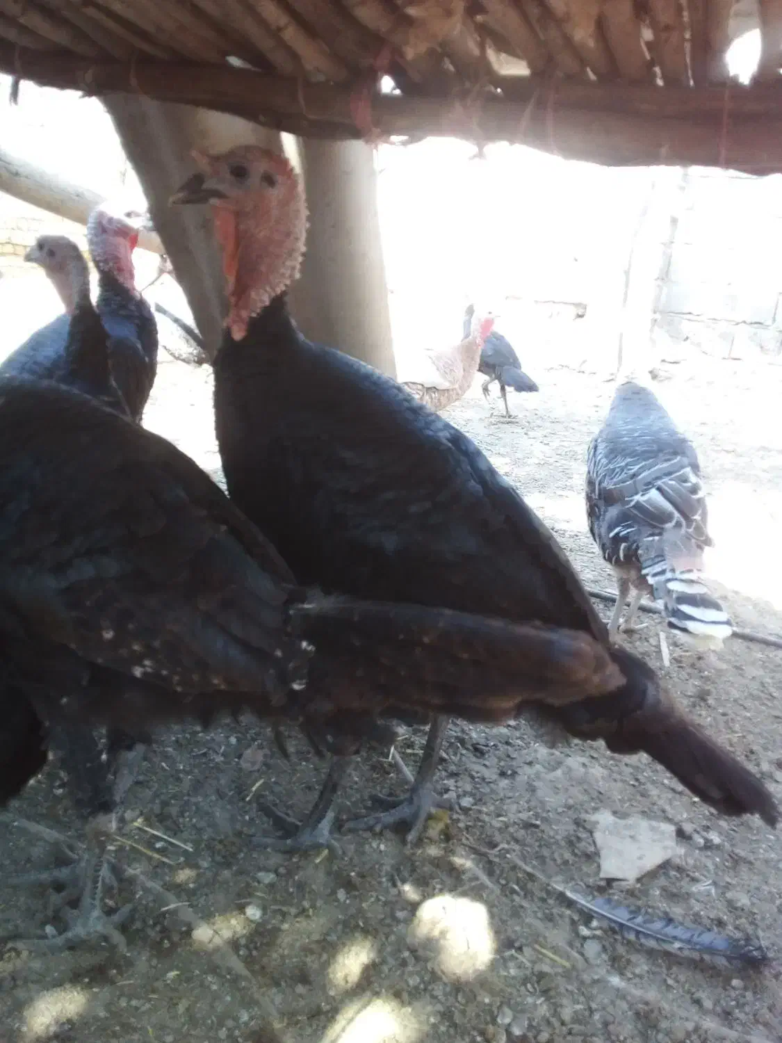 بوقلمون|حیوانات مزرعه|چمستان, |دیوار