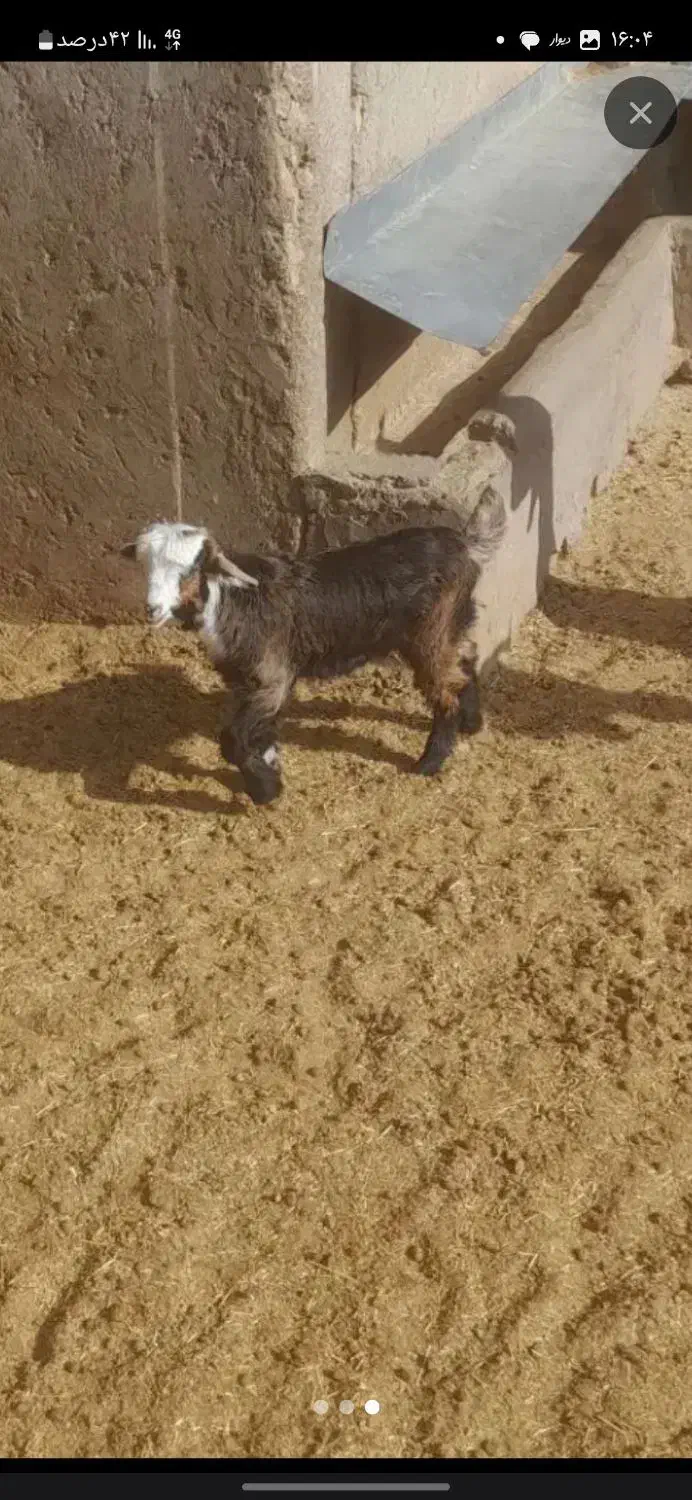 بزغاله شیری|حیوانات مزرعه|اصفهان, جلوان|دیوار