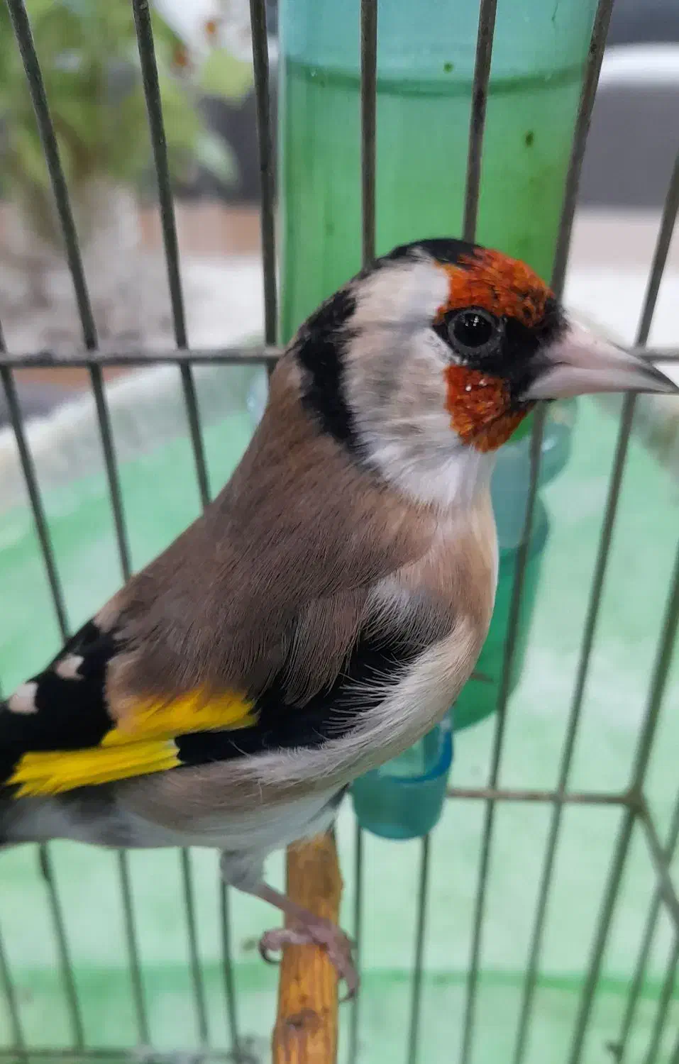 سهره سرسیاه نر دهن زن دوتا جوجه کرمونی|پرنده|شیراز, احمدآباد|دیوار