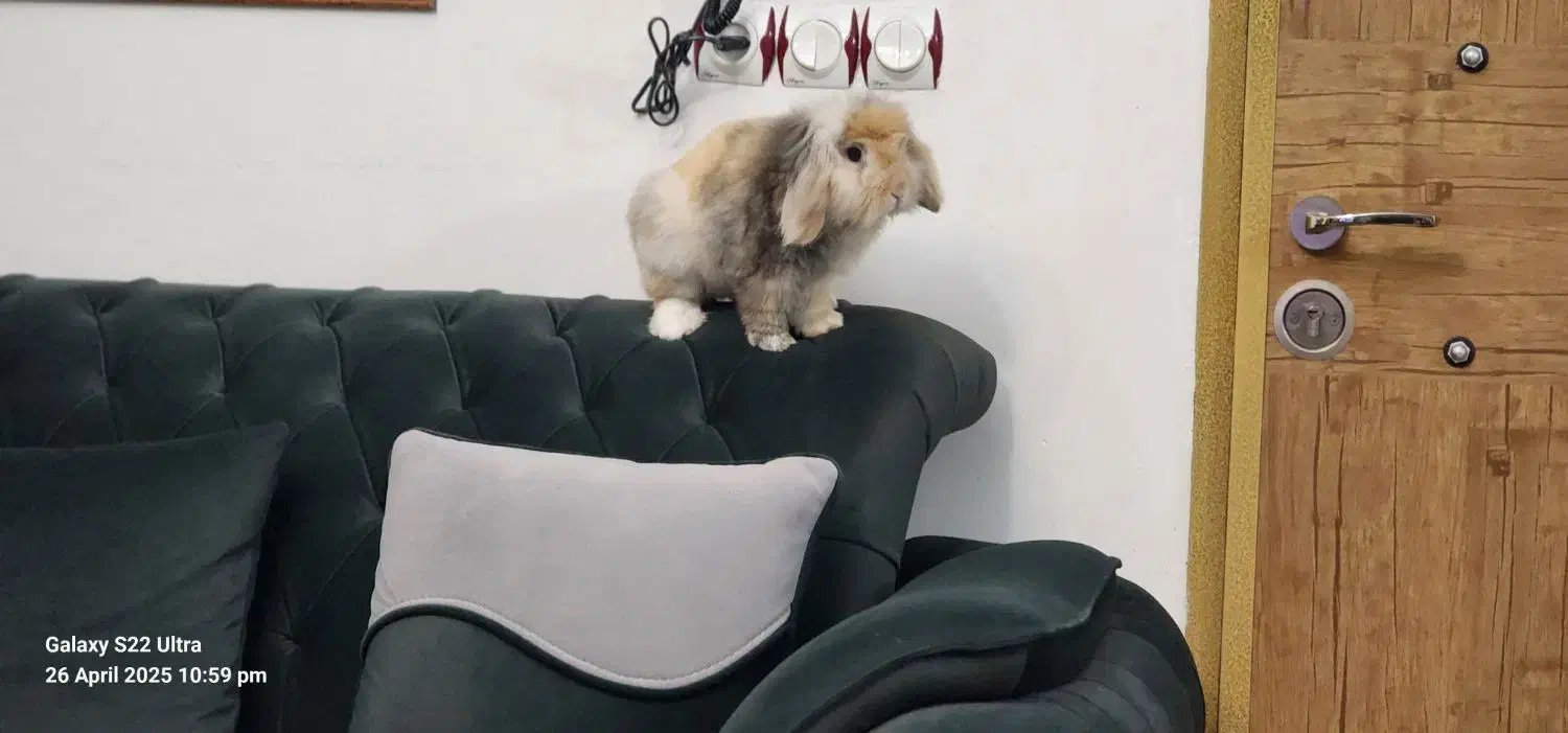 فروش خرگوش نر لوپ هلندی|موش و خرگوش|دیواندره, |دیوار