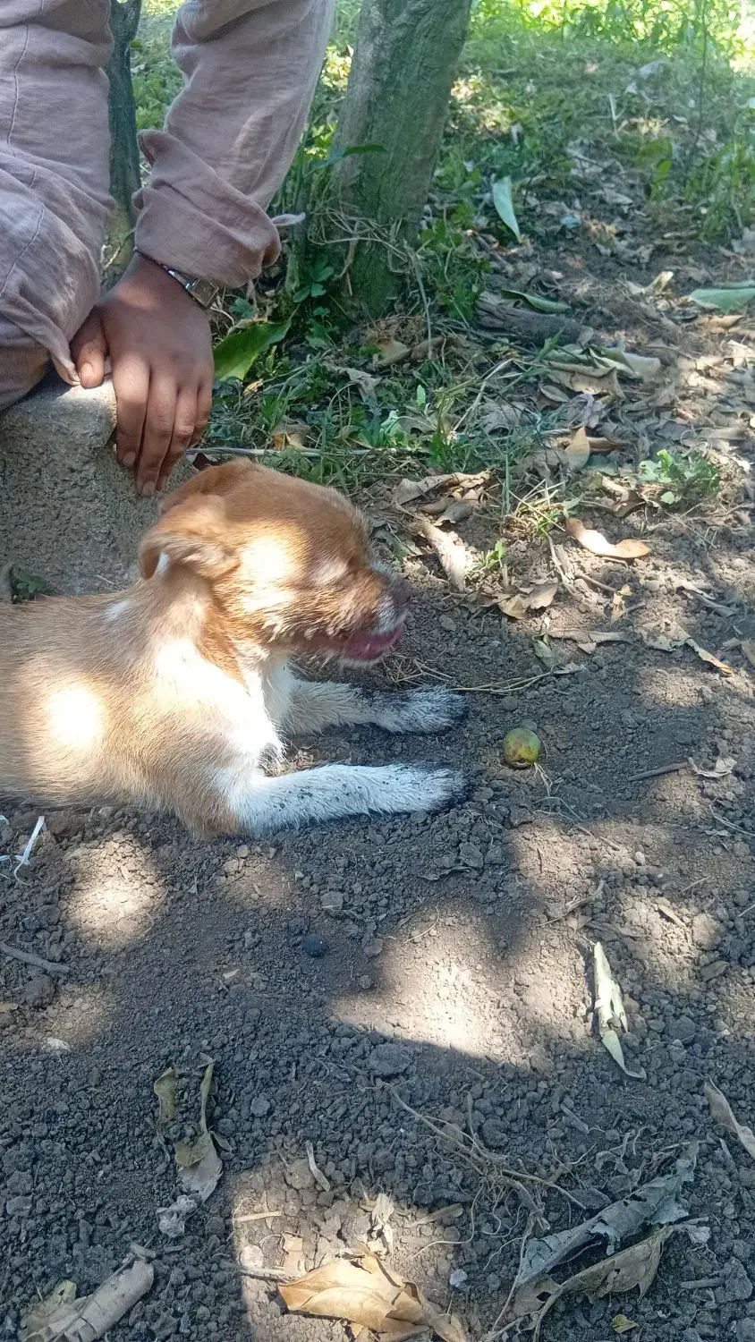 واگذاری توله سگ|سگ|املش, |دیوار