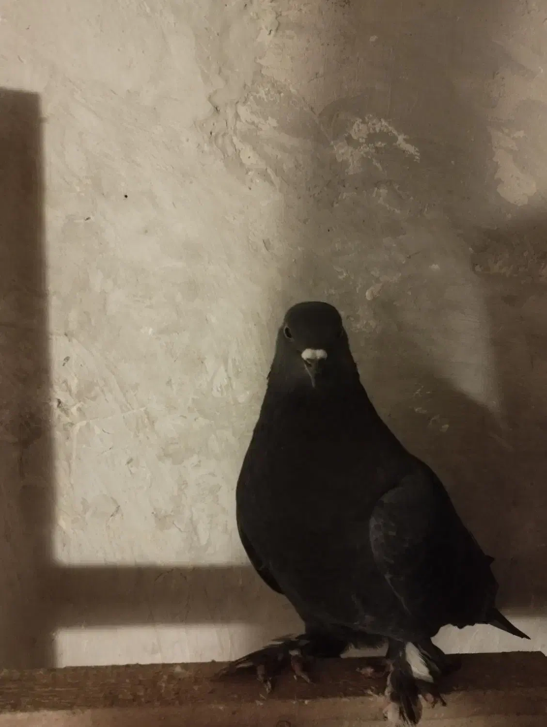 سسلی نر پرشی 900|پرنده|ارومیه, |دیوار