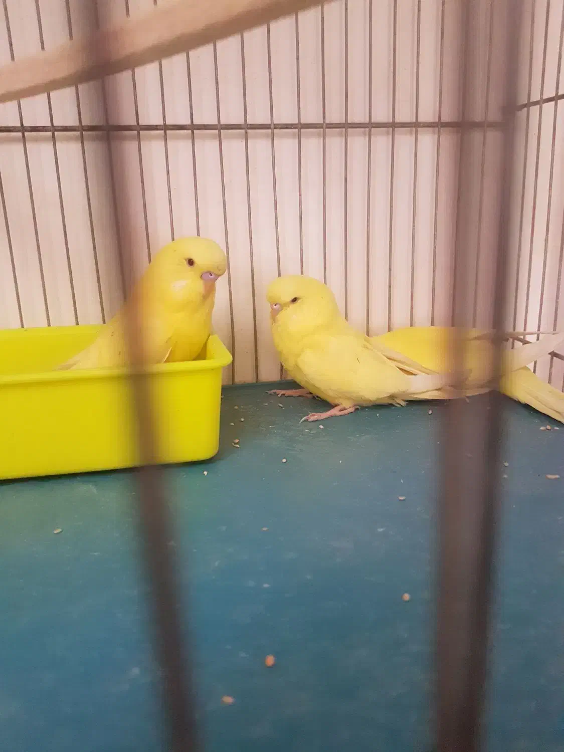 فروش مرغ عشق ،انگلیسی گرید بالا لوتینو،آلبینو،|پرنده|شیراز, گلشن|دیوار