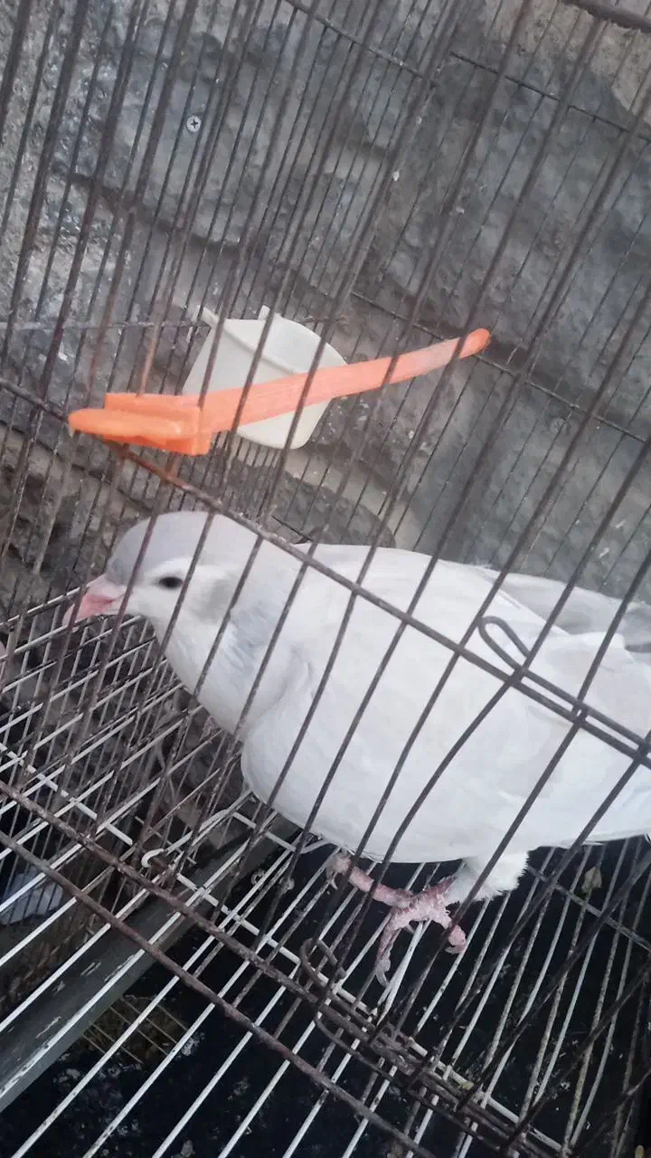 کبوتر ساده|پرنده|گلبهار, شهر جدید گلبهار|دیوار