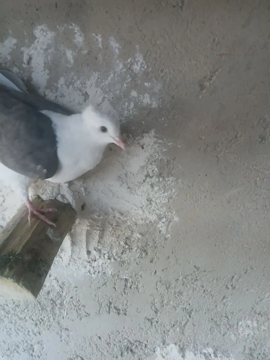 جفت دوکت یا پشتی جفت سفید اراکی با ی جوجه|پرنده|مرودشت, پشت سایپا‎|دیوار