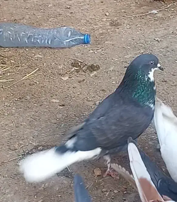 کبوتر کفتر. رفته|پرنده|جعفرآباد, |دیوار