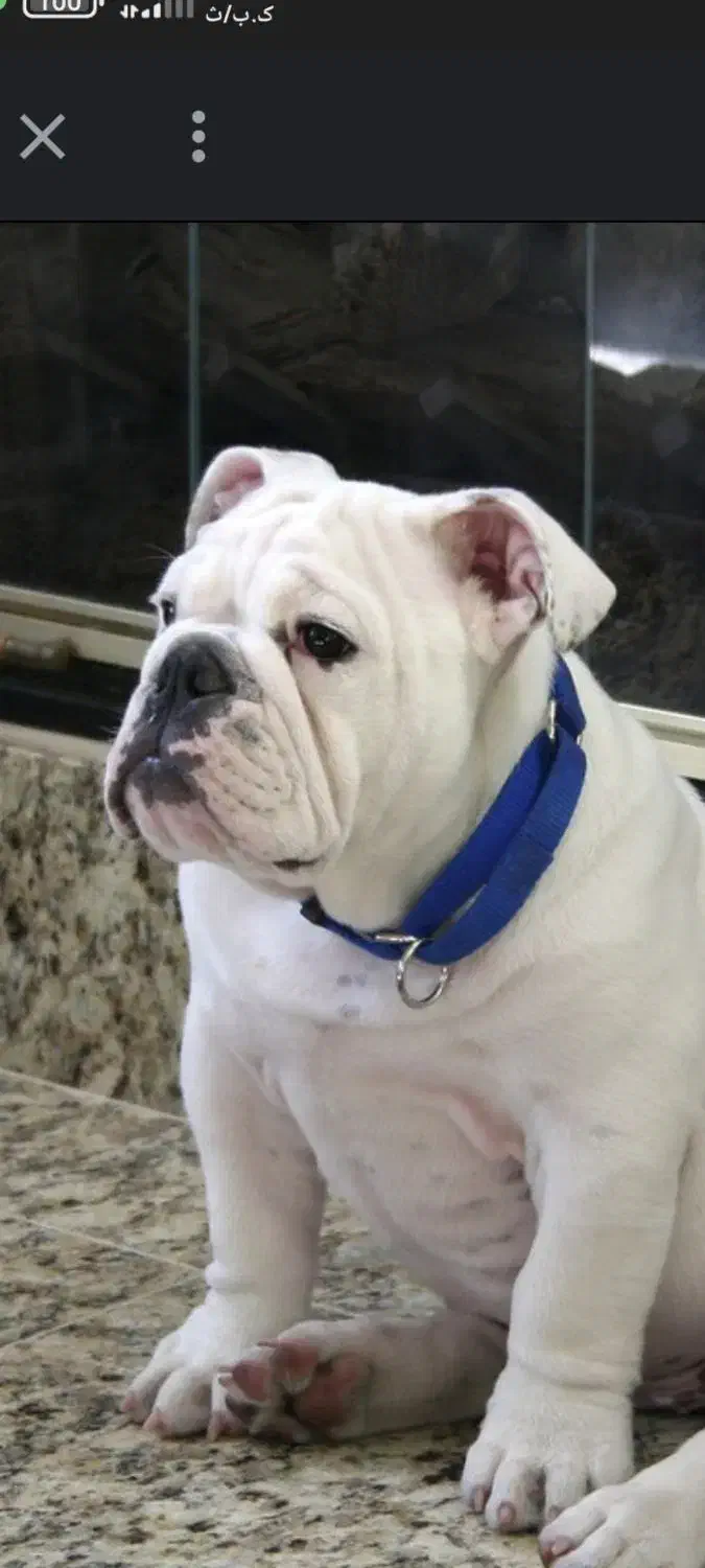 بولداگ ۸ماهه وارداتی|سگ|تهران, فلسطین (میدان انقلاب)|دیوار