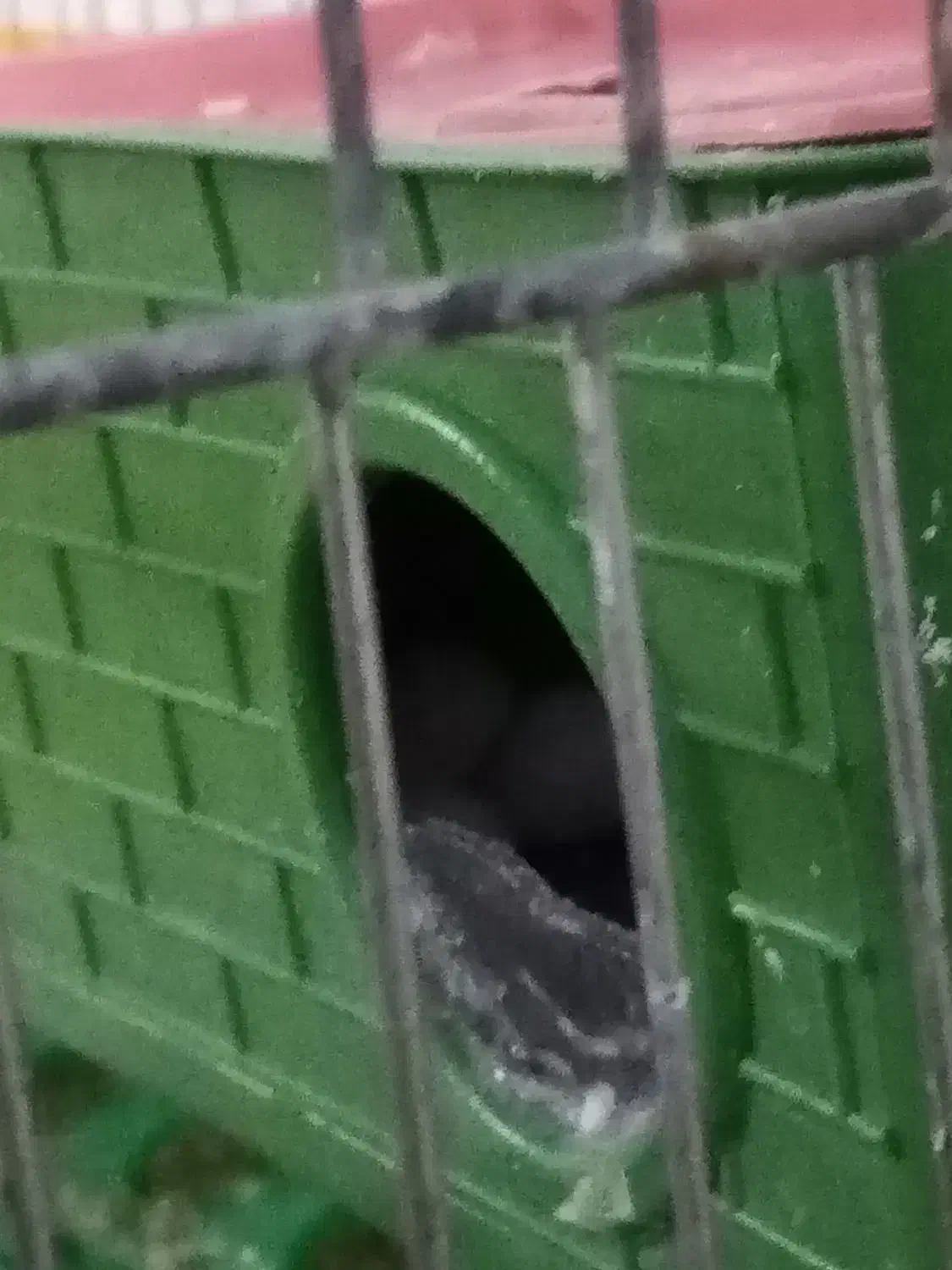 مرغ عشق|پرنده|تربتحیدریه, بالا ولایت|دیوار