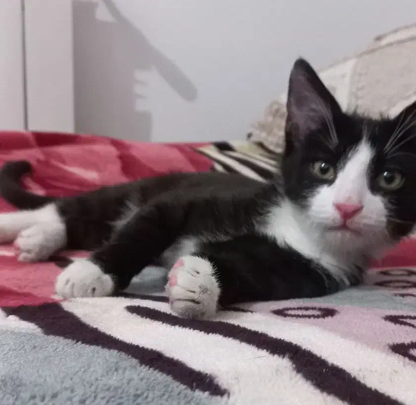 واگذاری گربه DSH(بومی)|گربه|سقز, |دیوار