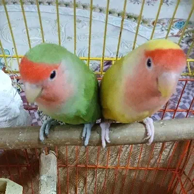 دو عدد طوطی برزیلی صورت هلویی تخم گذار|پرنده|تهران, امام زاده عبدالله|دیوار