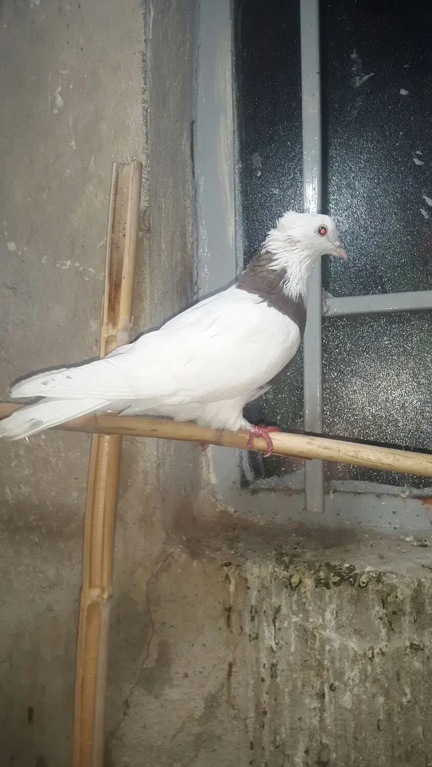 طوقی ماده جوان|پرنده|محمدیه-قزوین, |دیوار