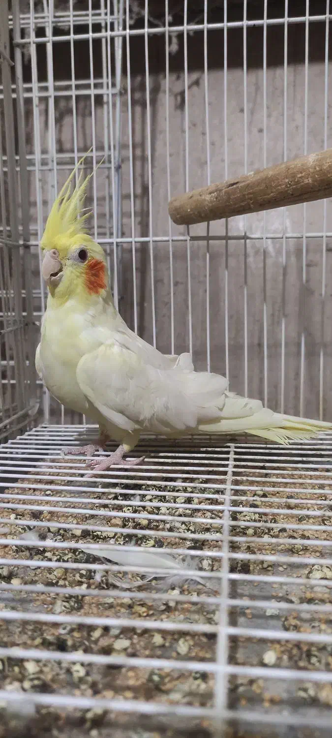 عروس هلندی|پرنده|گنبد کاووس, |دیوار