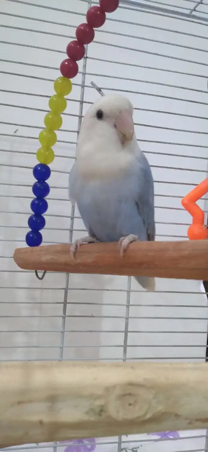 کوتوله برزیلی|پرنده|مهاجران, |دیوار