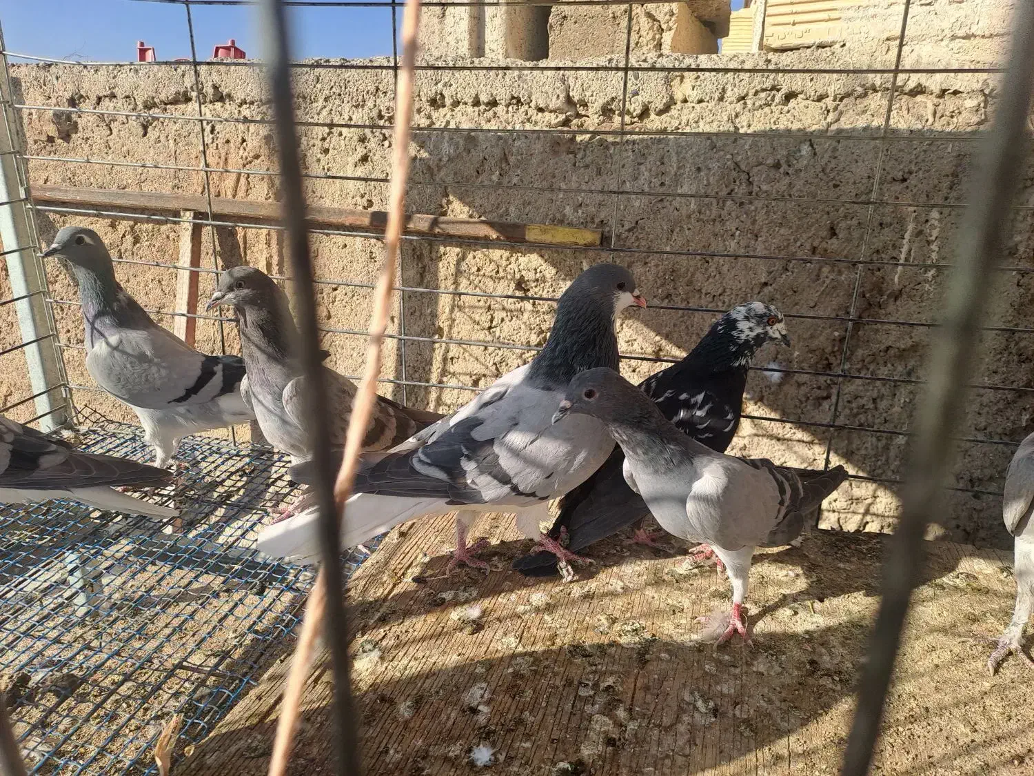 کبوتر|پرنده|اصفهان, جاوان|دیوار