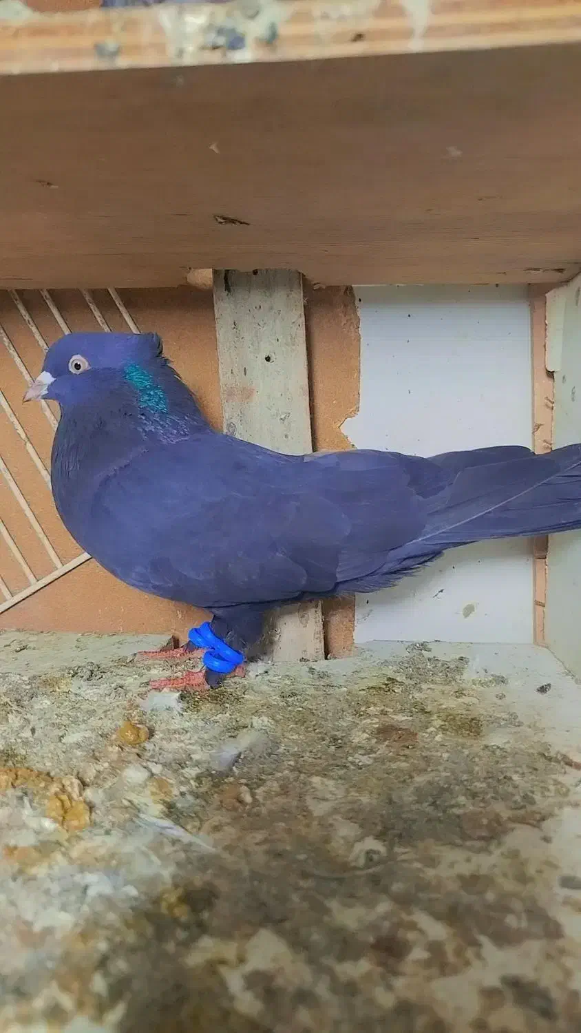 کبوتر دوم چتری نر ذاغ کوکادار نر|پرنده|قائم‌شهر, |دیوار