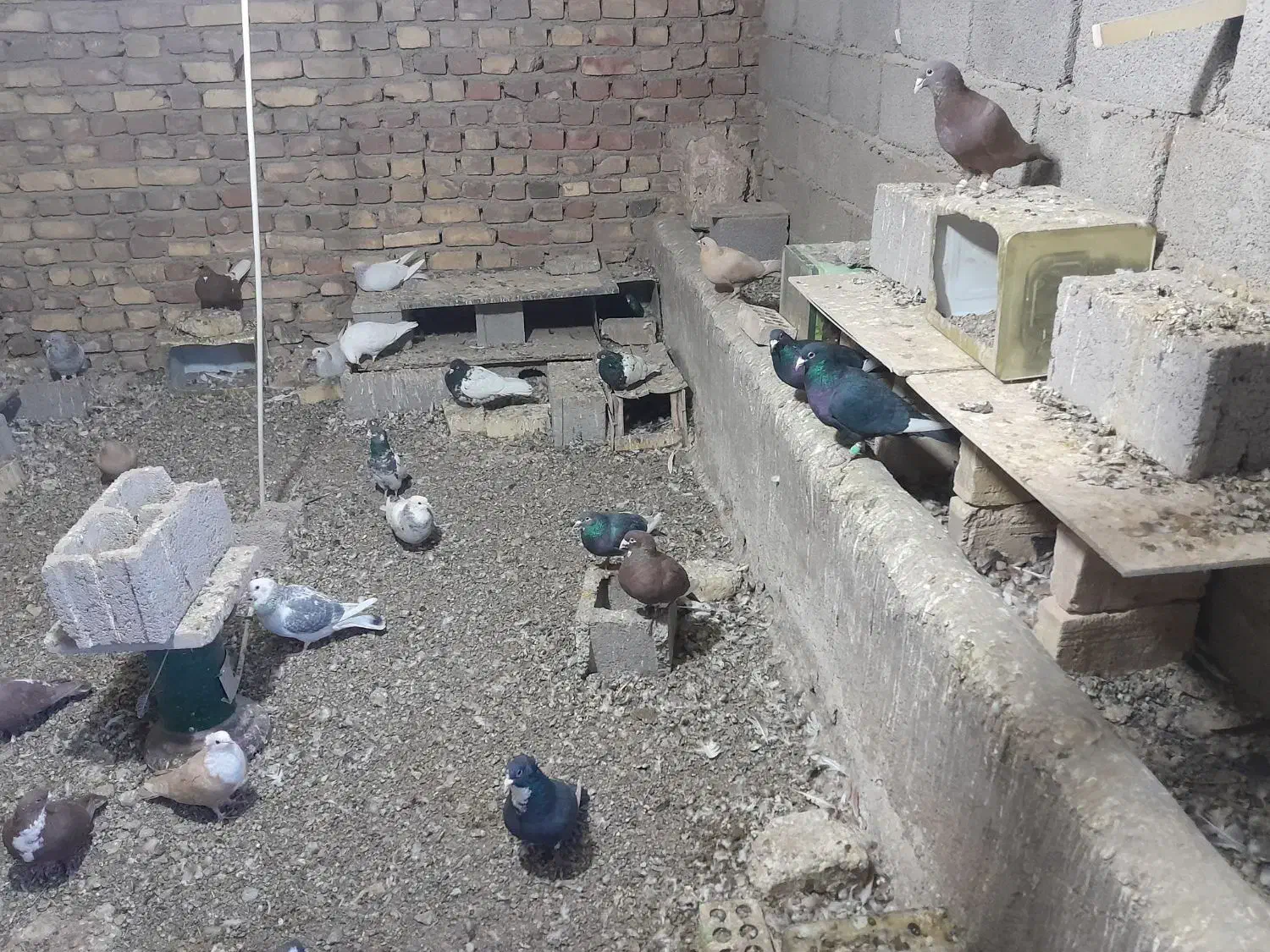 کبوتر|پرنده|کشکوئیه, |دیوار