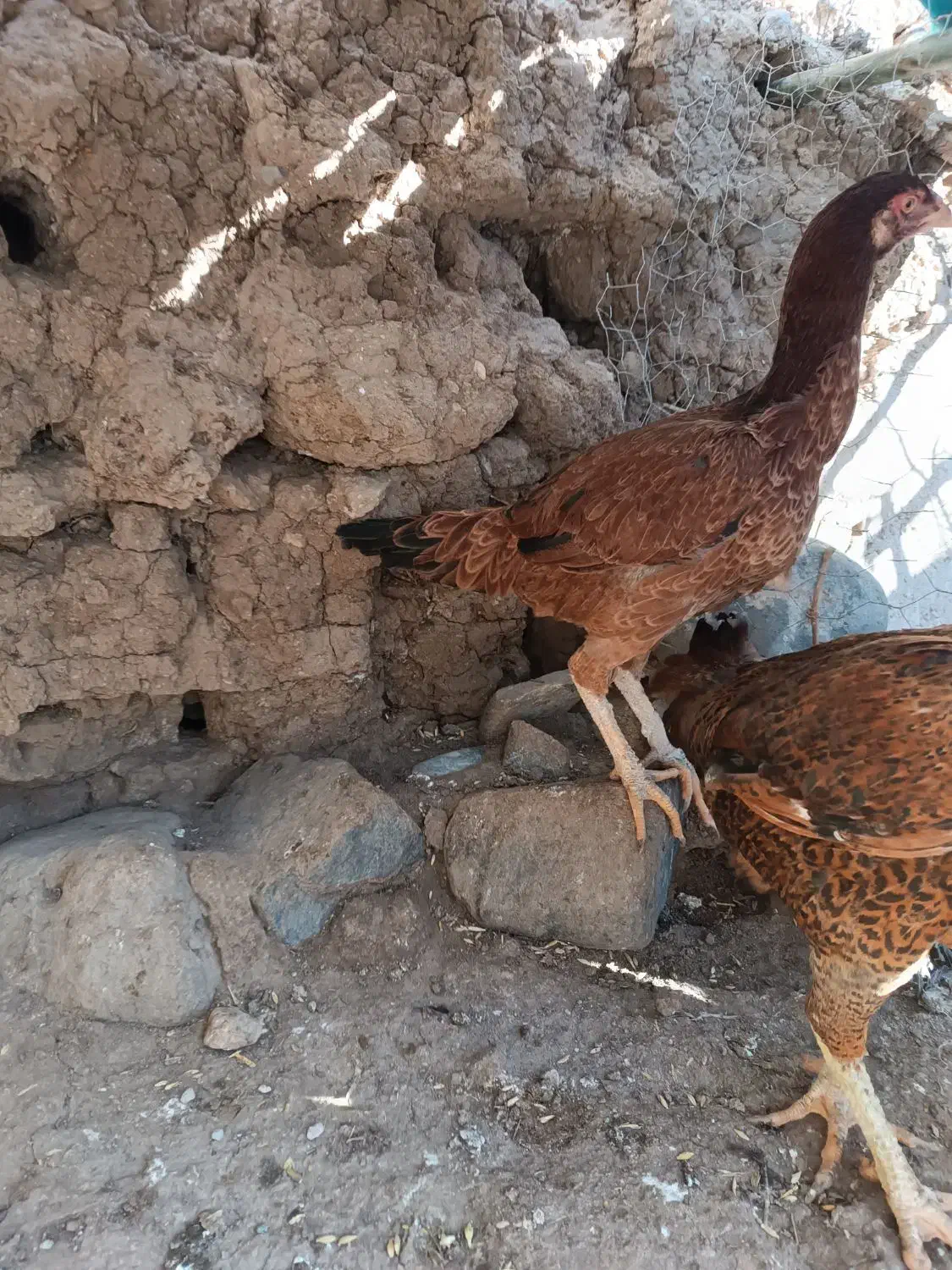 لاری|حیوانات مزرعه|مشگین شهر, |دیوار